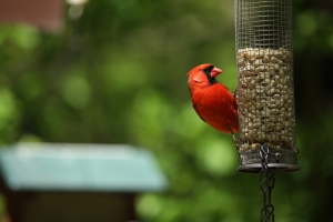 适马100-400mm F5-6.3 DG OS HSM镜头实拍样张欣赏